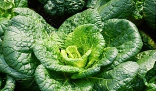 烏塌菜什么時(shí)候播種 烏塌菜播種時(shí)間