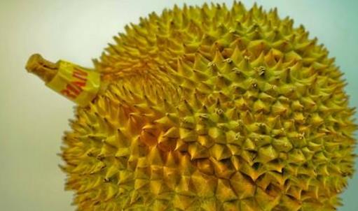 托曼尼榴蓮什么時(shí)候成熟 托曼尼榴蓮成熟季節(jié)