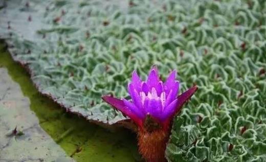 芡實(shí)什么時(shí)候種 芡實(shí)種植時(shí)間