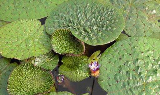 芡實(shí)什么時(shí)候種 芡實(shí)種植時(shí)間
