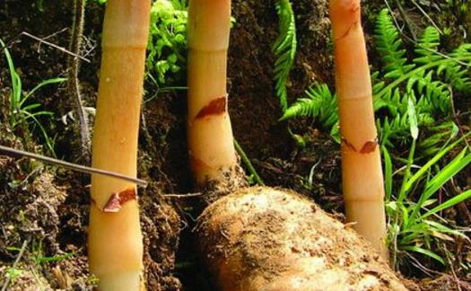 天麻什么時(shí)候種植 天麻種植時(shí)間