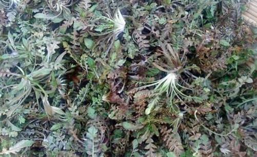 地菜什么時候有 地菜采摘時間