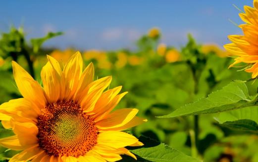 葵花籽什么時候成熟 葵花籽成熟季節(jié)