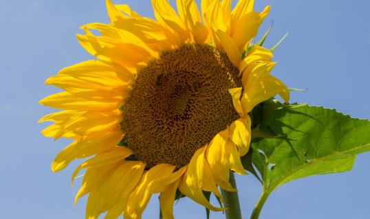 葵花籽什么時候成熟 葵花籽成熟季節(jié)