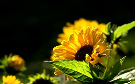 葵花籽什么時候成熟 葵花籽成熟季節(jié)