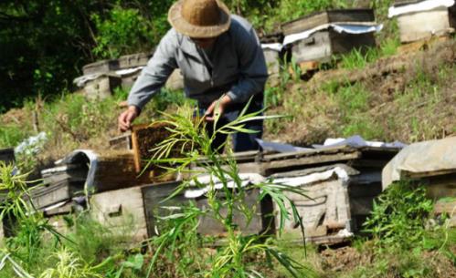 椴樹蜜什么時候喝好?椴樹蜜什么季節(jié)有