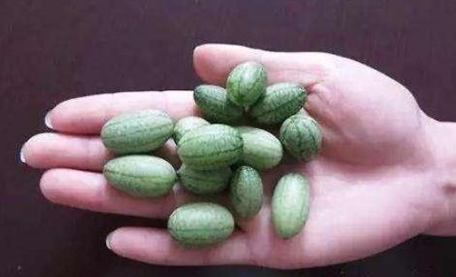 拇指西瓜什么時候上市?拇指西瓜成熟季節(jié)