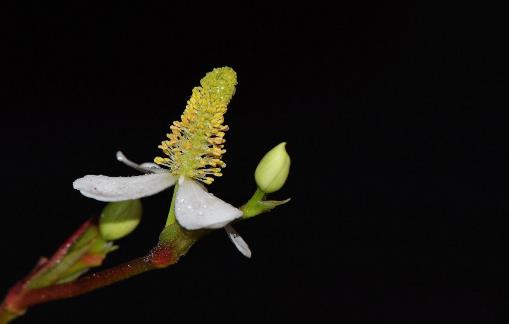 魚腥草什么季節(jié)有?魚腥草什么時(shí)候采摘最好