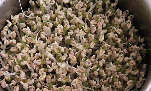 豆芽什么季節(jié)吃?豆芽什么時候有