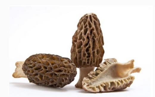 羊肚菌什么時(shí)候采摘?羊肚菌什么季節(jié)有