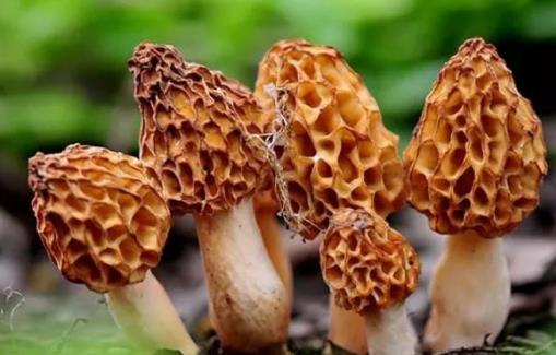 羊肚菌什么時(shí)候采摘?羊肚菌什么季節(jié)有
