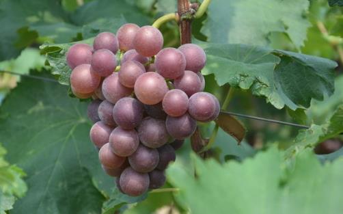 紅提什么時候成熟?紅提什么時候上市