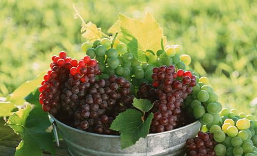 紅提什么時候成熟?紅提什么時候上市