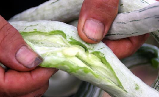 蛇瓜什么時候種?蛇瓜種植時間