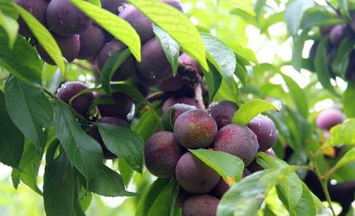 脆紅李什么時(shí)候成熟?脆紅李幾月成熟?