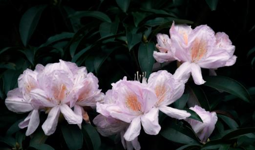 杜鵑花什么時候開 杜鵑花開花季節(jié)