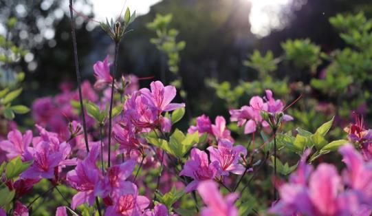 杜鵑花什么時候開 杜鵑花開花季節(jié)
