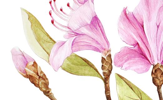 杜鵑花什么時候開 杜鵑花開花季節(jié)