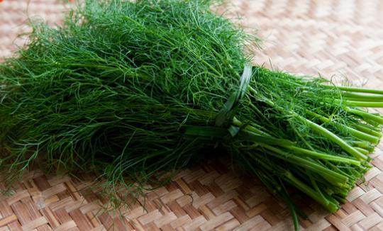 茴香菜什么時(shí)候種?茴香菜什么季節(jié)吃