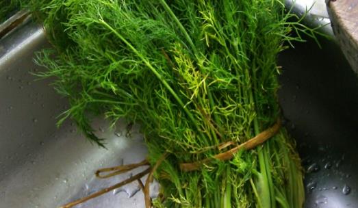 茴香菜什么時(shí)候種?茴香菜什么季節(jié)吃