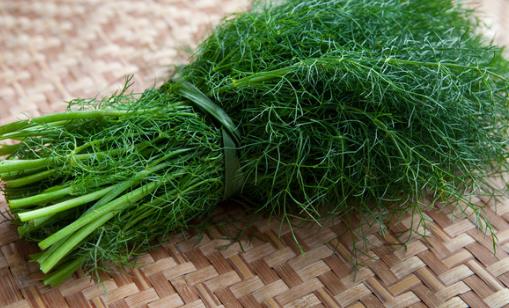 茴香菜什么時(shí)候種?茴香菜什么季節(jié)吃