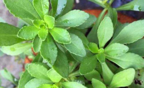 救心菜什么時候種?救心菜種植時間