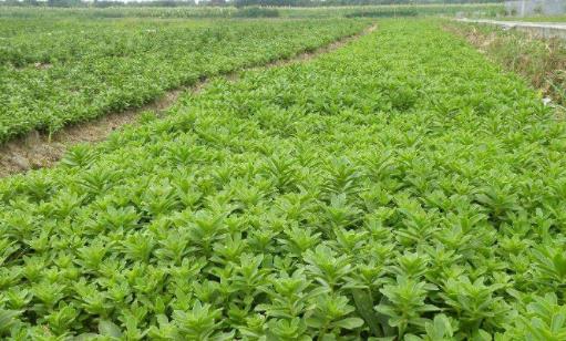 救心菜什么時候種?救心菜種植時間
