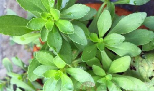 救心菜什么時候種?救心菜種植時間