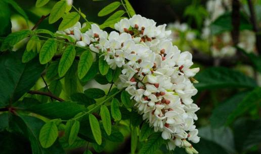 刺槐花幾月開?刺槐花什么時(shí)候開