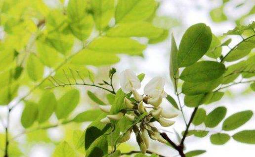 刺槐花幾月開?刺槐花什么時(shí)候開