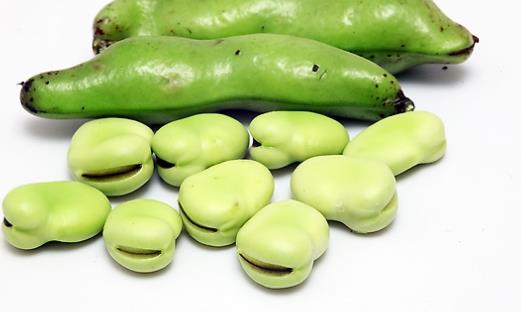 蠶豆什么時候成熟?蠶豆什么時候上市?