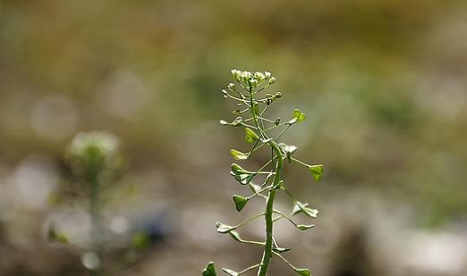 薺菜什么時(shí)候開(kāi)花?薺菜花什么時(shí)候采?