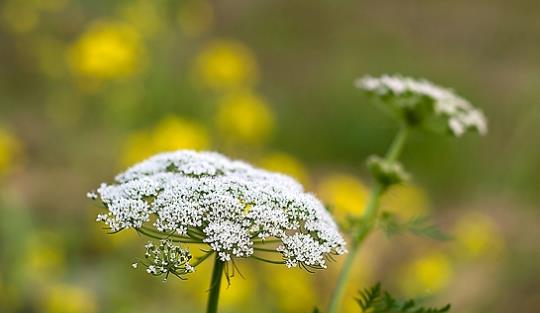 薺菜什么時(shí)候開(kāi)花?薺菜花什么時(shí)候采?