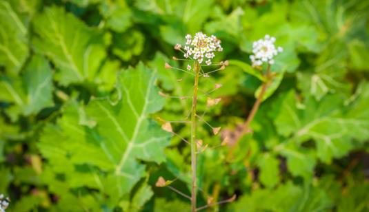 薺菜什么時(shí)候開(kāi)花?薺菜花什么時(shí)候采?