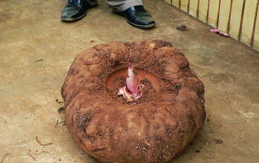 魔芋什么時(shí)候種植?魔芋種植時(shí)間