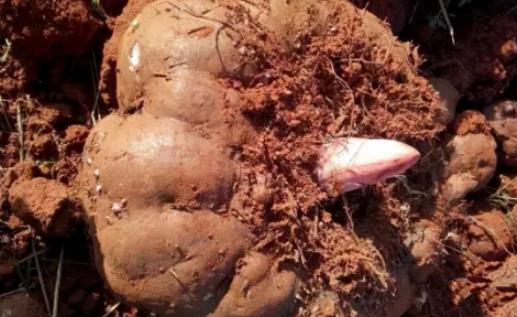 魔芋什么時(shí)候種植?魔芋種植時(shí)間