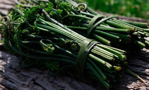 蕨菜什么時(shí)候采摘?蕨菜什么時(shí)候有?