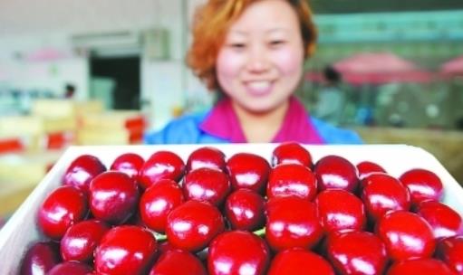 山東櫻桃什么時候上市?山東櫻桃什么時候成熟?