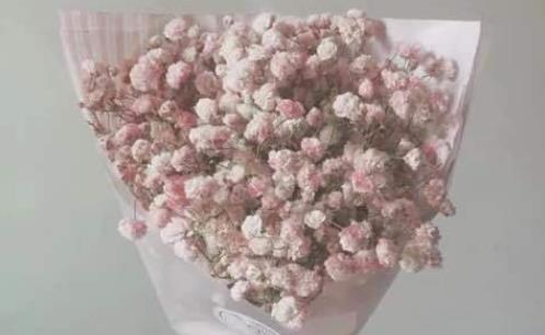 春天能種滿天星嗎?什么時候最適合種植滿天星?