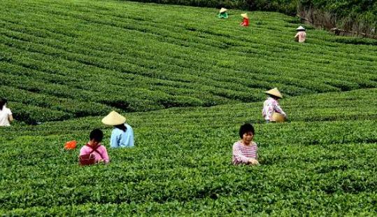 清明茶什么時候采?清明茶采摘時間