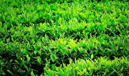 清明茶什么時候采?清明茶采摘時間