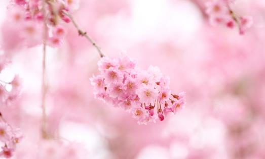櫻花一般什么時(shí)候開?櫻花一般幾月份開?