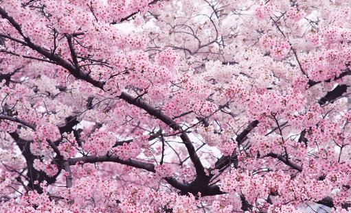 櫻花一般什么時(shí)候開?櫻花一般幾月份開?