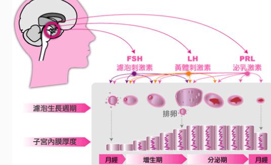 預(yù)產(chǎn)期的末次月經(jīng)時(shí)間 預(yù)產(chǎn)期的末次月經(jīng)是什么時(shí)候