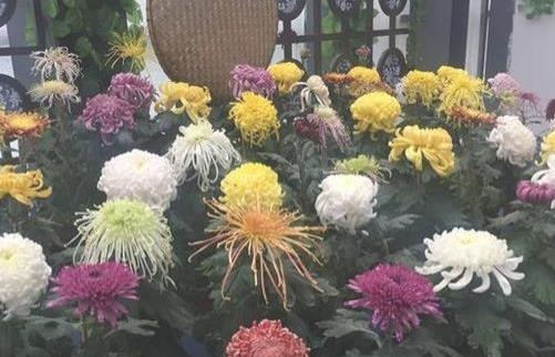 2018唐閘公園菊花展什么時(shí)候開(kāi)始 唐閘公園菊花展開(kāi)始時(shí)間