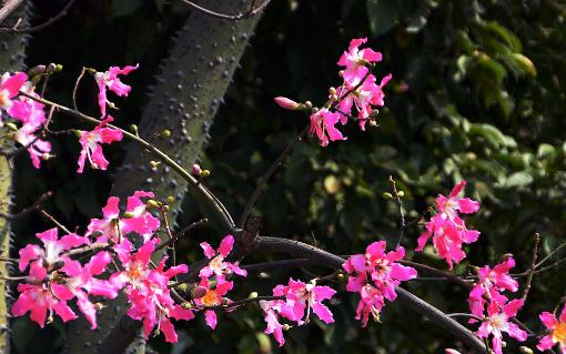 廣東異木棉什么時(shí)候能見(jiàn)到 異木棉花期是什么時(shí)候