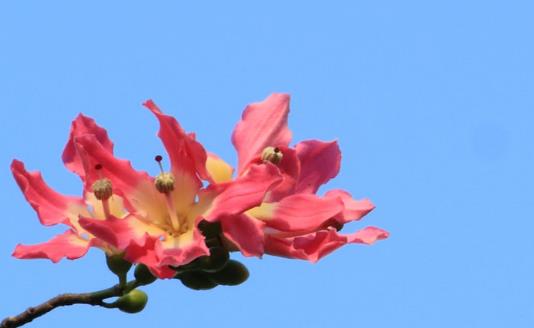 廣東異木棉什么時(shí)候能見(jiàn)到 異木棉花期是什么時(shí)候