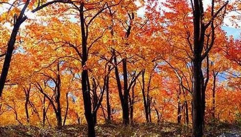 太白縣第十屆紅葉節(jié)開始時間 太白縣第十屆紅葉節(jié)持續(xù)到什么時候