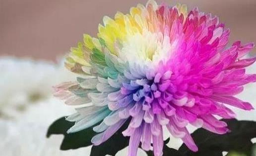 2018肥鄉(xiāng)菊花節(jié)什么時候開幕 肥鄉(xiāng)菊花節(jié)持續(xù)多久時間
