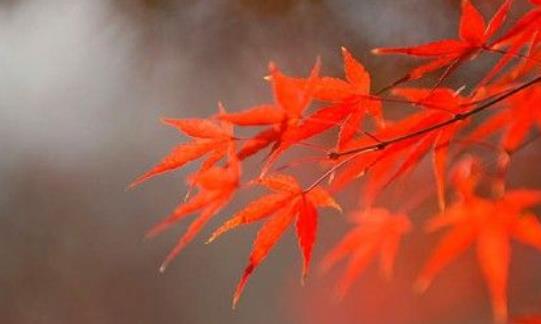 棲霞山楓葉什么時候紅 棲霞山楓葉變紅時間